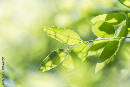 Close-up of translucent young green leaves with dewdrops, backlit by soft natural sunlight with blurred green background.
