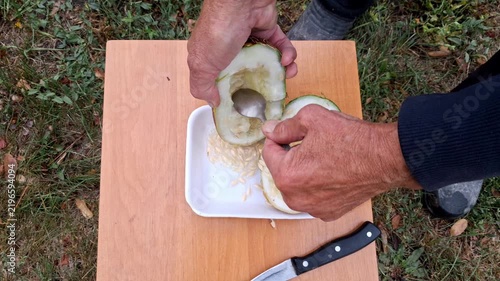 Large overripe seed cucumber.The process of obtaining cucumber seeds.