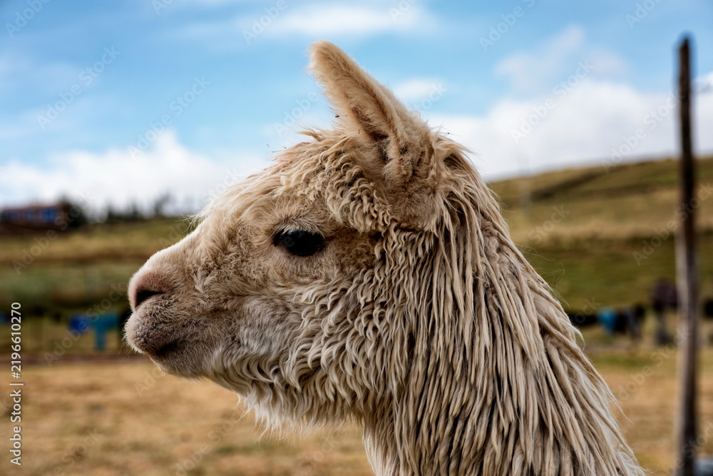 Obraz premium Close up profile of alpaca in the Andean highlands of Peru