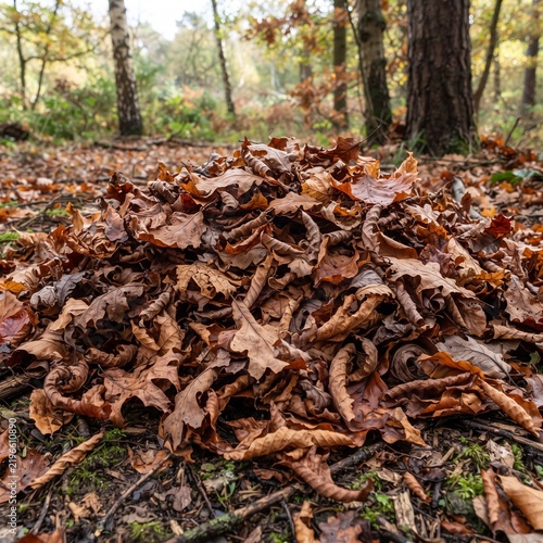 A large pile of curled brown dried oak leaves resting on the forest floor ground with within woodland environment scattered across mossy withered brown autumn