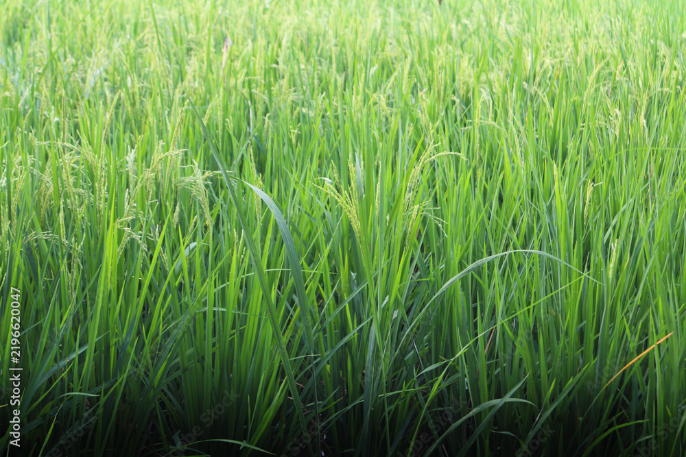 Obraz premium Lush green rice paddy field with growing rice plants in agricultural farmland
