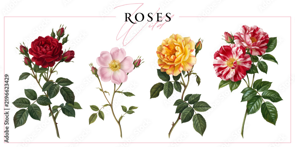 Fototapeta premium Colorful wild roses isolated on a white background. Vintage painting style illustration.