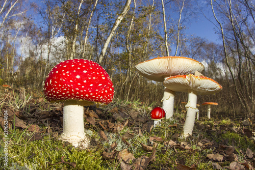 View of Fly Agaric mushrooms growing on the mossy forest floor surrounded by fallen leaves and birch trees in Bean Woods, Kent, United Kingdom.