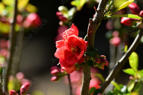 朝日が当たる赤いボケの花