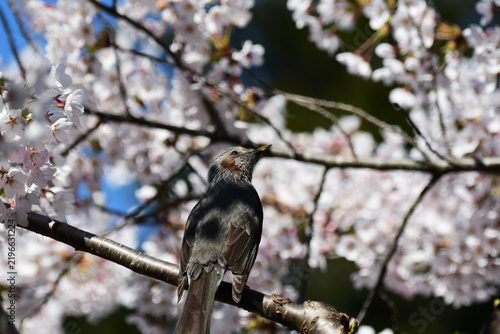 桜を眺めるヒヨドリ