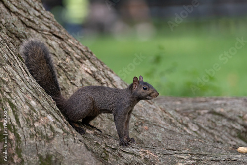 Black squirrel on tree trunk in Central Park