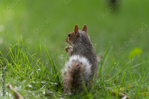 Squirrel in grass in Central Park