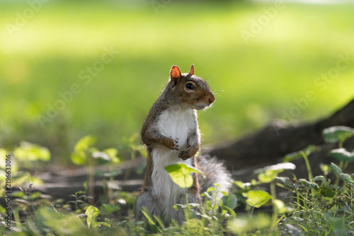 Squirrel standing in grass in Central Park