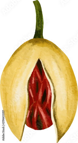 Cross section of a nutmeg fruit showing the aril and seed inside isolated on white background watercolor style illustration