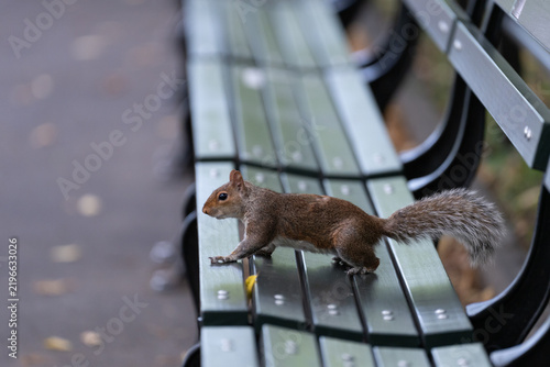 Squirrel on a park bench in Central Park