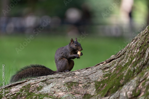 Squirrel eating on a tree branch in Central Park