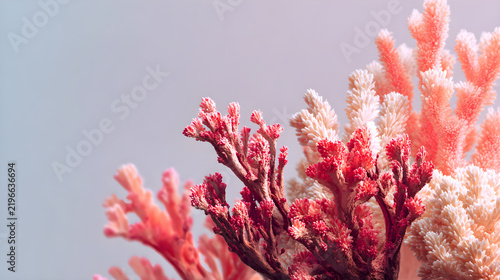 Red coral reef