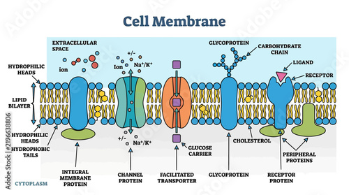 Cell Membrane Structure and Function Diagram