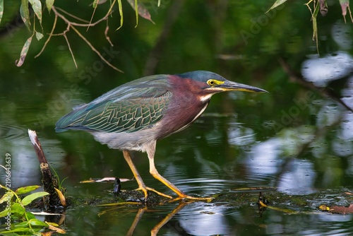 Green Heron profile image.