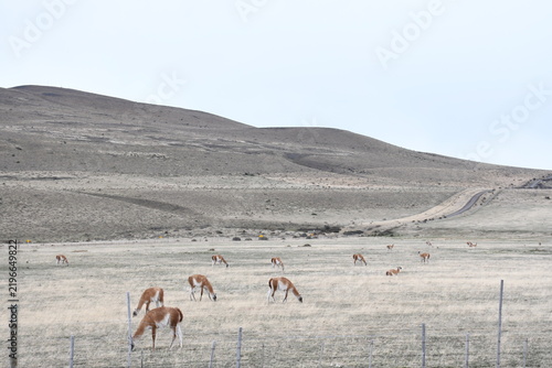 фотографія Guanacos en la inmensidad de la estepa y colinas de la Patagonia