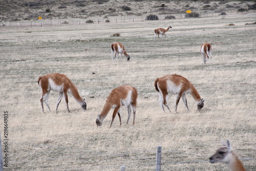 Konstfotografi Grupo de guanacos pastando en la estepa de la Patagonia chilena