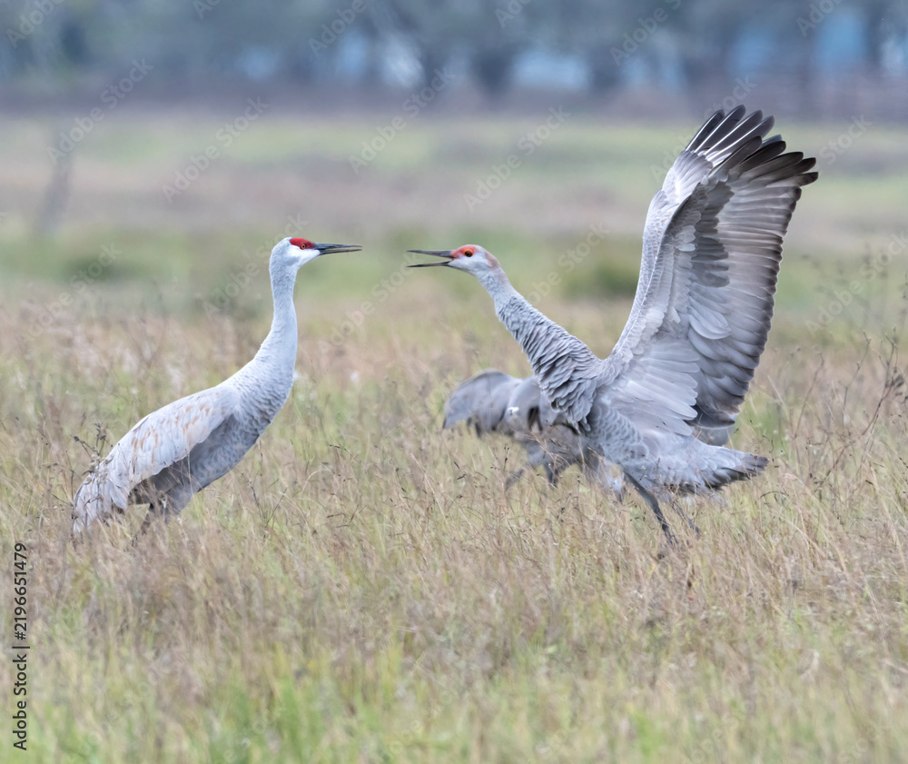 Obraz premium Sandhill Crane Parent and Young in Moment of Behavioral Conflict