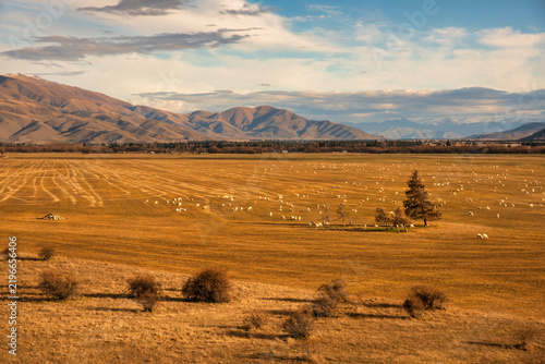 Sheep farming in the McKenzie Country. Taken from standing on the banks of Pukaki Canal Rd. just outside Twizel.