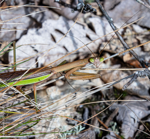 Canvas Print chinese praying mantis in ambush blending with grass blades