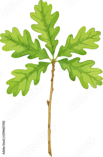 Young Oak Tree Water Color Illustration