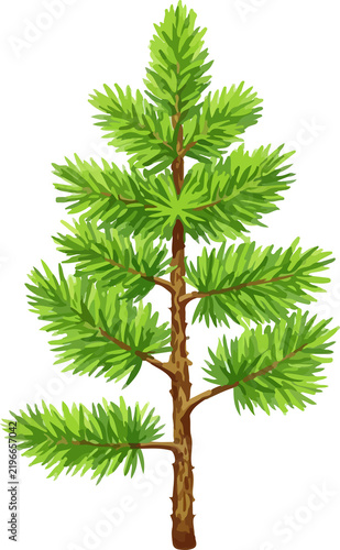 Young Pine Tree Water Color Illustration