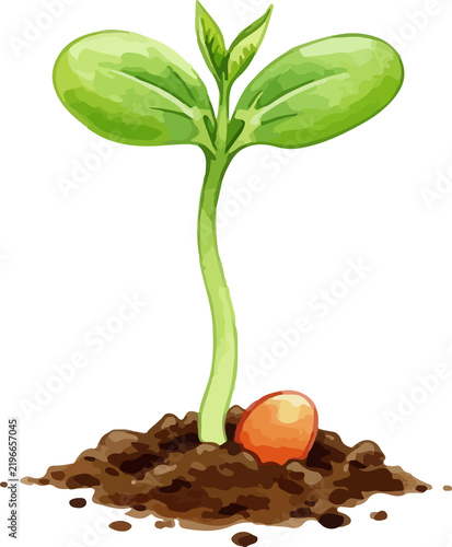 Young Sprout Water Color Illustration