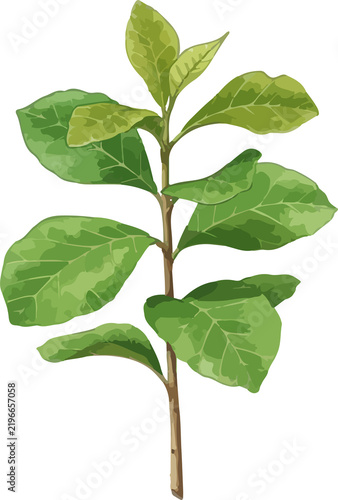 Young Teak Tree Sapling Water Color Illustration