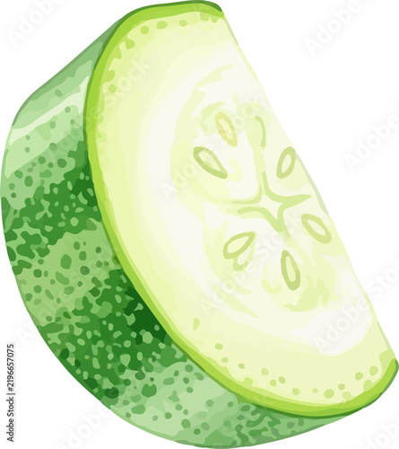  Zucchini Slice Water Color Illustration
