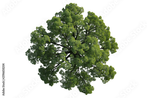 Large Green Tree Crown Top View