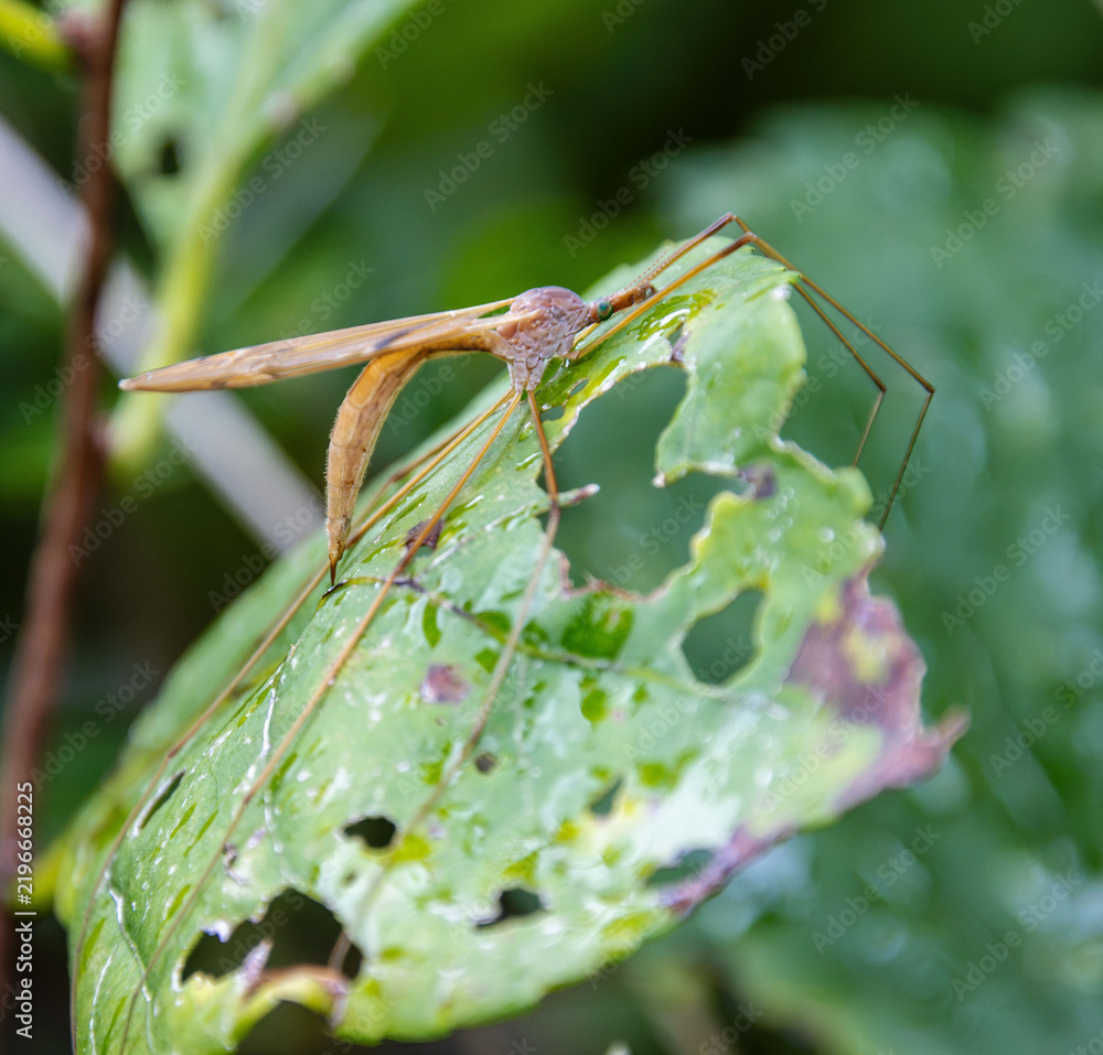 Obraz premium crane fly waiting out on perforated leaf for rain to pass