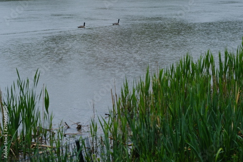 Two ducks geese floating swimming in water on a rainy day in new york