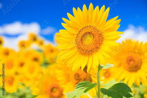 sunflower in the field