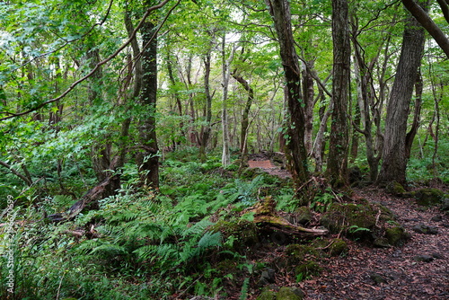 fine trail through old wild forest
