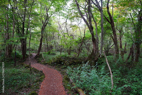 fine trail through old wild forest