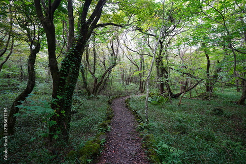 fine trail through old wild forest