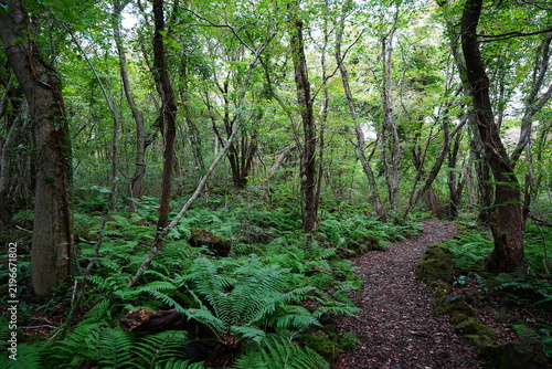 autumn pathway through thick ferns
