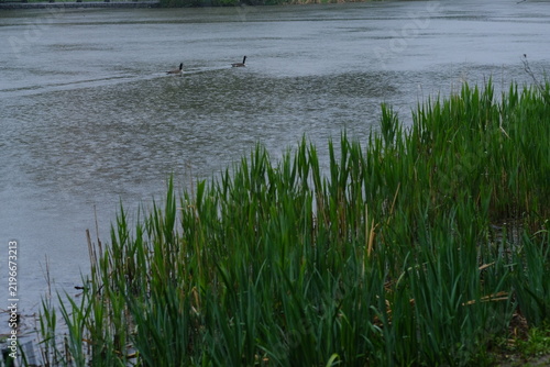 Two ducks geese floating swimming in water on a rainy day in new york