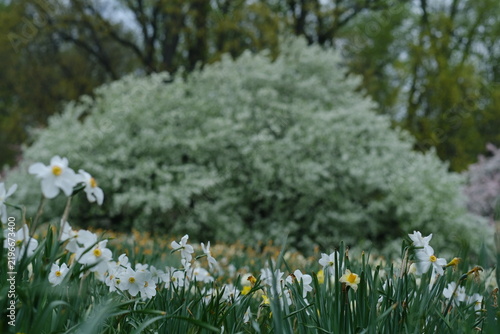 Beautiful white flowers amongst grass blades