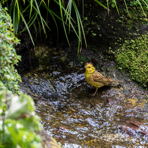A vibrant yellowhammer bird standing in a shallow forest stream surrounded by lush green moss