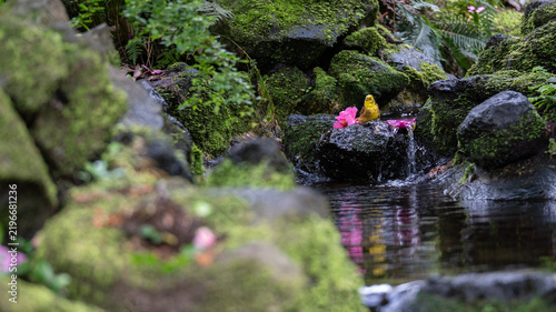 A vibrant yellowhammer bird perched on a mossy rock in a serene forest stream with pink flowers