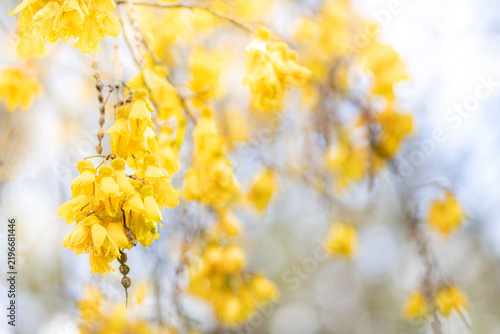 Delicate yellow kowhai flowers bloom on a branch in soft natural light