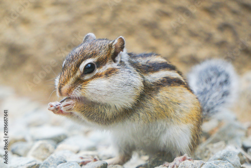 シマリス