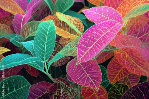 Vibrant croton leaves with intricate vein patterns illuminated by soft studio light against a dark background