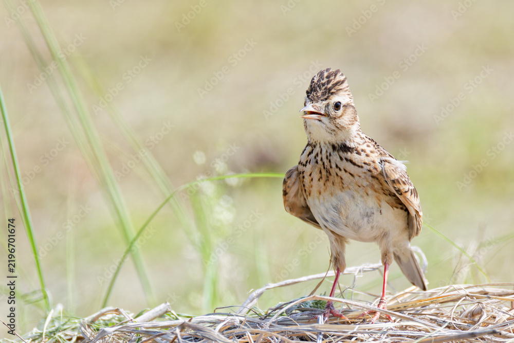 Fototapeta premium 少し冠羽を立てるヒバリ(Eurasian Skylark)