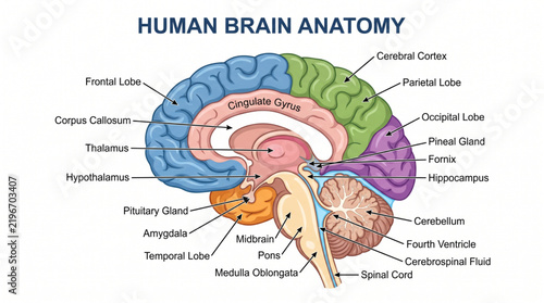 Foto Sagittal human brain section with limbic system labels