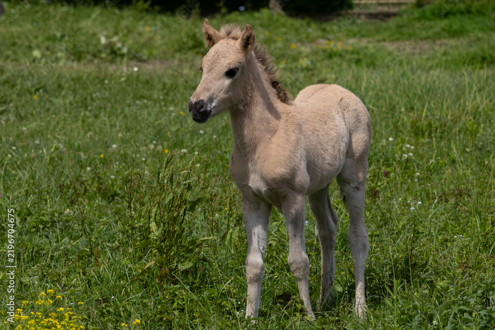 Obraz premium foal in the meadow