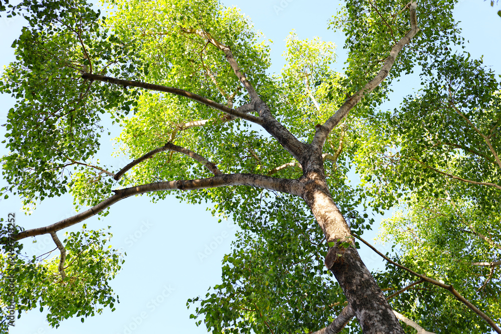 Obraz premium Bottom view looking up at a tall tree trunk extending branches with green leaves into a clear blue sky.