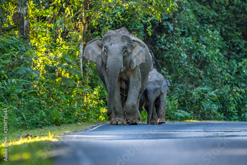 The Asian elephant (Elephas maximus) is a large mammal with a gray body and a long, protruding nose known as a trunk; the trunk of the Asian elephant features a single 