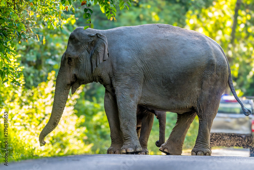 The Asian elephant (Elephas maximus) is a large mammal with a gray body and a long, protruding nose known as a trunk; the trunk of the Asian elephant features a single 
