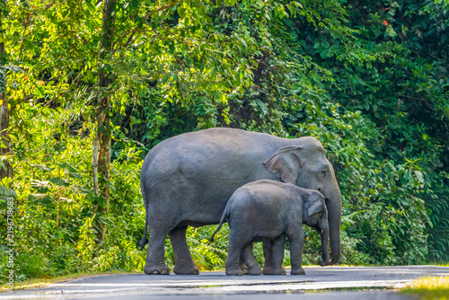 The Asian elephant (Elephas maximus) is a large mammal with a gray body and a long, protruding nose known as a trunk; the trunk of the Asian elephant features a single 